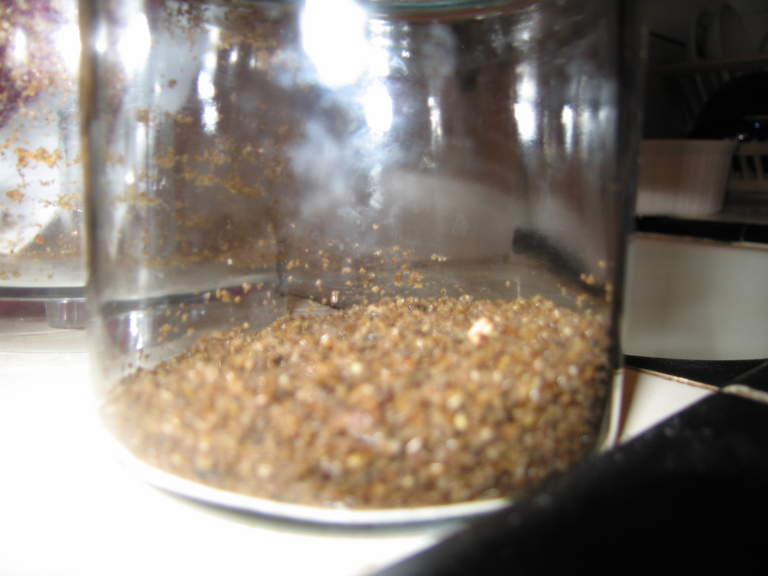 Another view of mealworm 'flour'